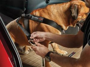 WeatherTech - WeatherTech Universal Travel Safe Harness - Black | 84PH3749BK - Image 1